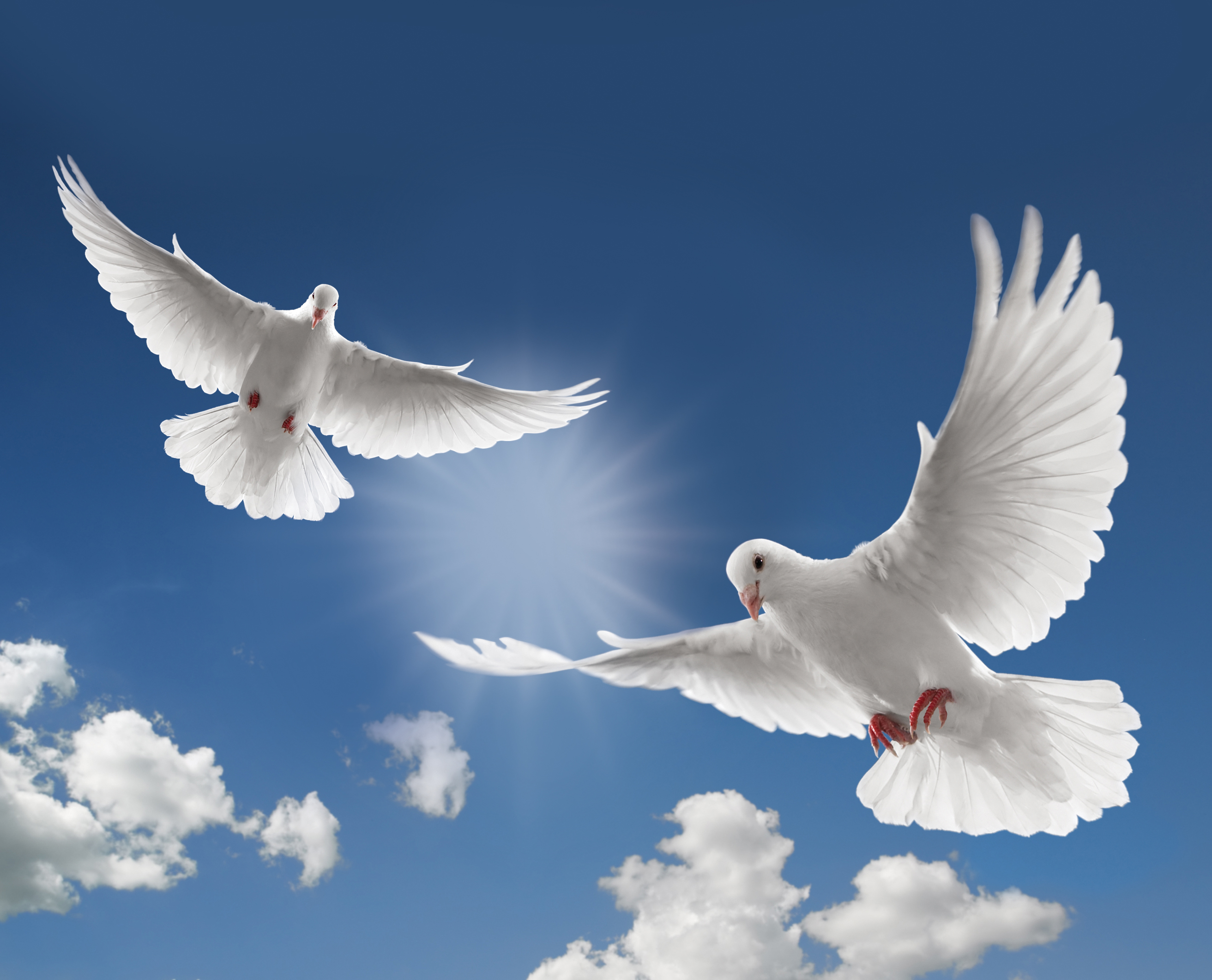 Funeral doves