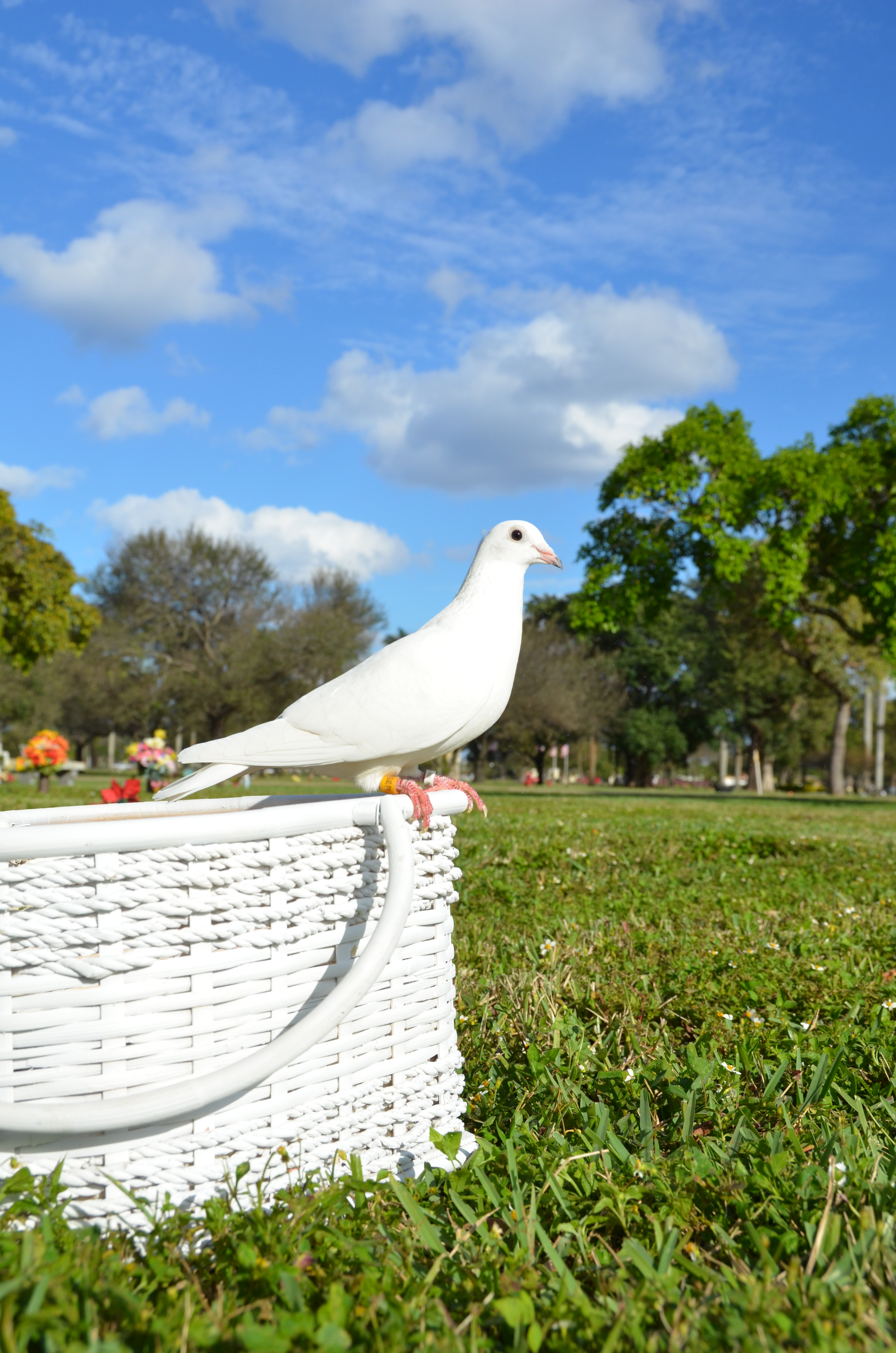 White Dove at Cemetery